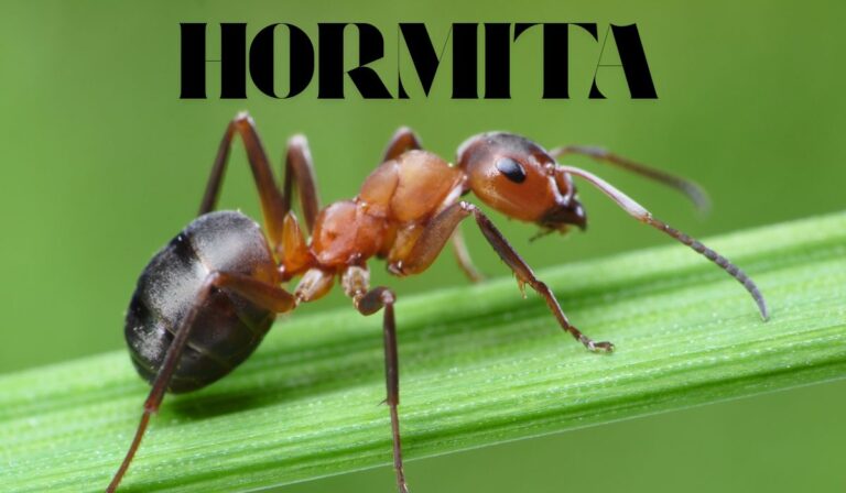 Hormita