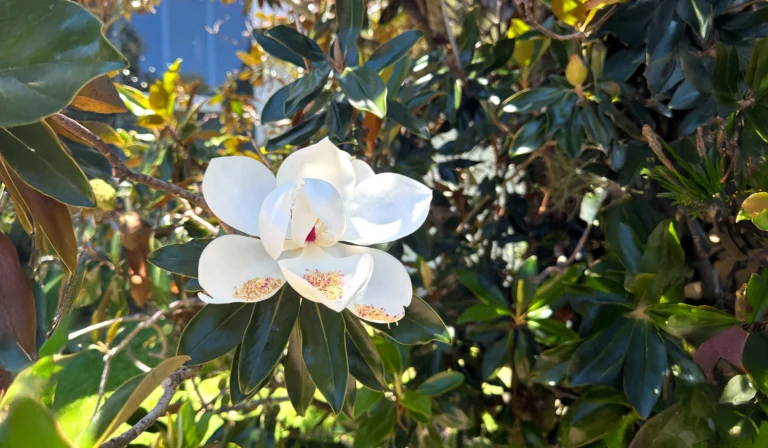 8 Beautiful Magnolia Varieties Worth Adding to Your Garden