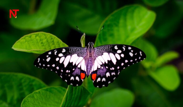 ButrflySkullMama: Meaning, Symbolism, and Trend Behind the Aesthetic ButrflySkullMama