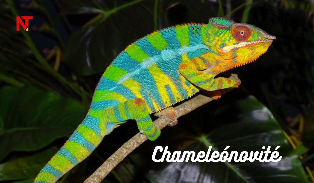Chameleónovité